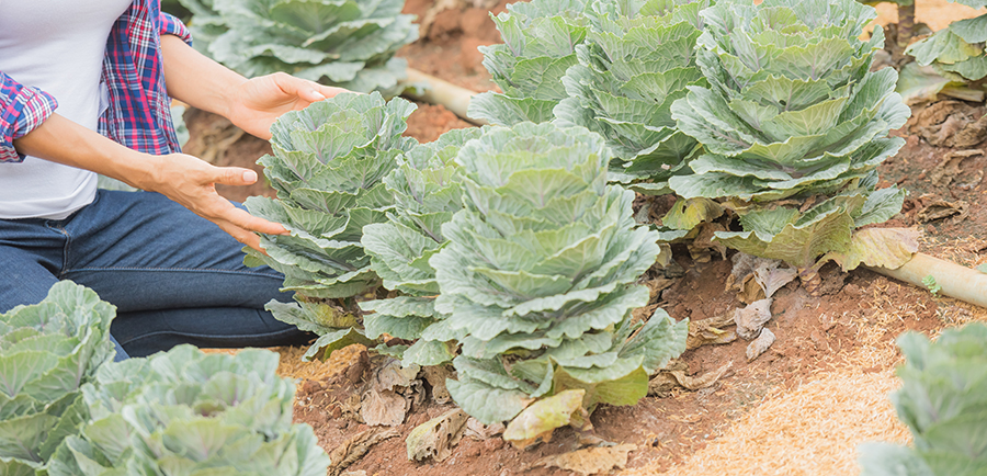 A Quick History of the Cruciferous Plant