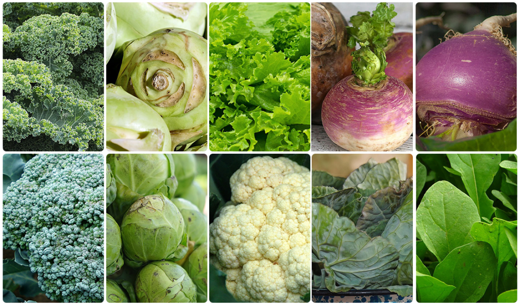 Top 10 Cruciferous Vegetables List That Saves | Cruciferous = Cross?