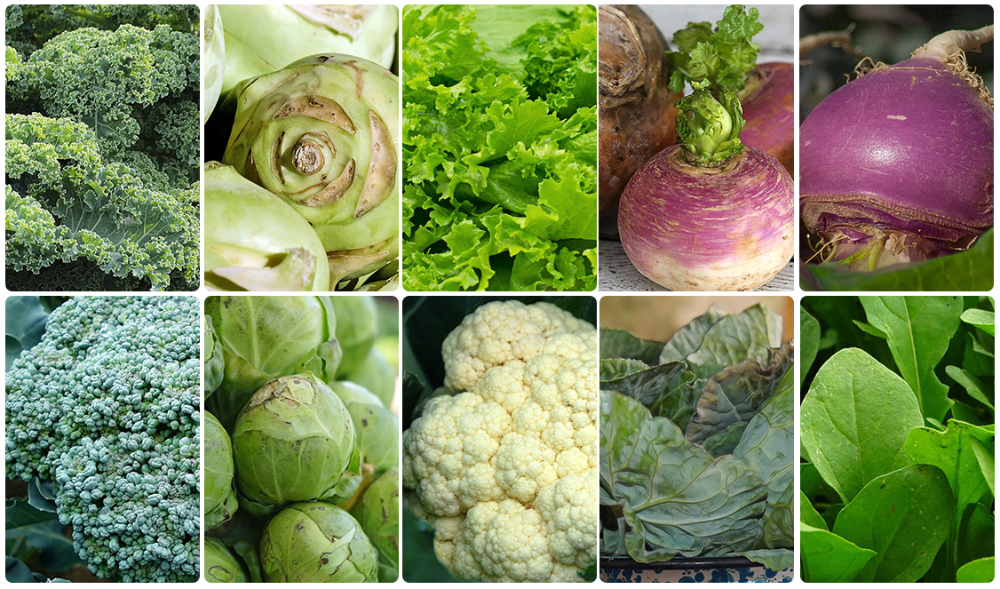 top 10 cruciferous vegetables list