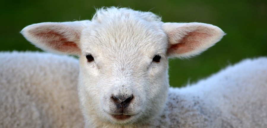 9 Reasons Jesus Is Called The Lamb Of God The Biblical Nutritionist