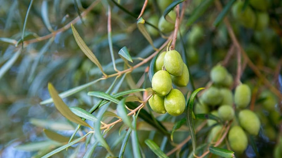 spiritual benefits of olives