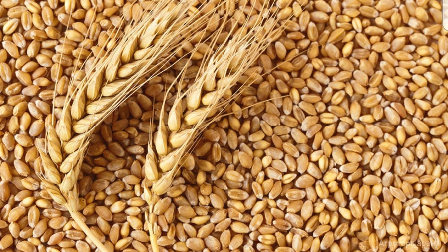 barley in the bible history books