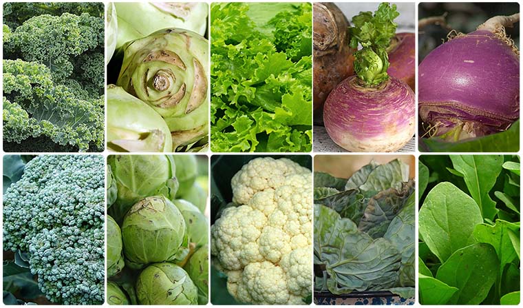 top-10-cruciferous-vegetables-list-opt top 10 cruciferous vegetables list