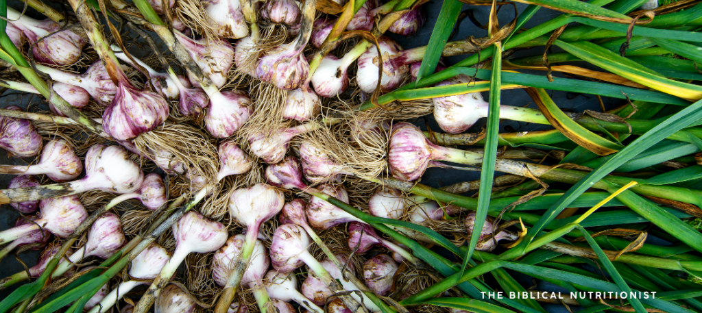 Freshly Grown Raw Garlic - Is garlic good for you? Garlic Nutrition Facts - The Biblical Nutritionist