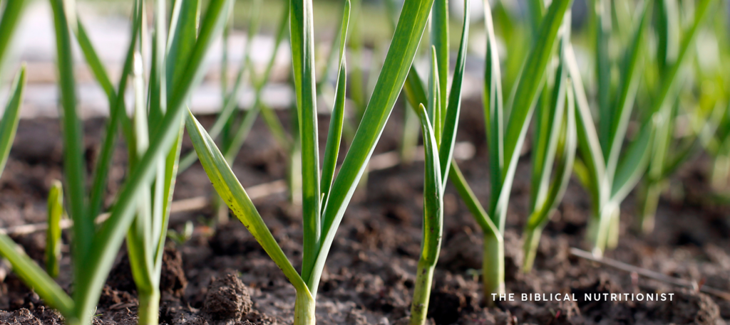 Garlic Growing in the Garden